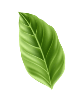 Decorative Background Leaf Right